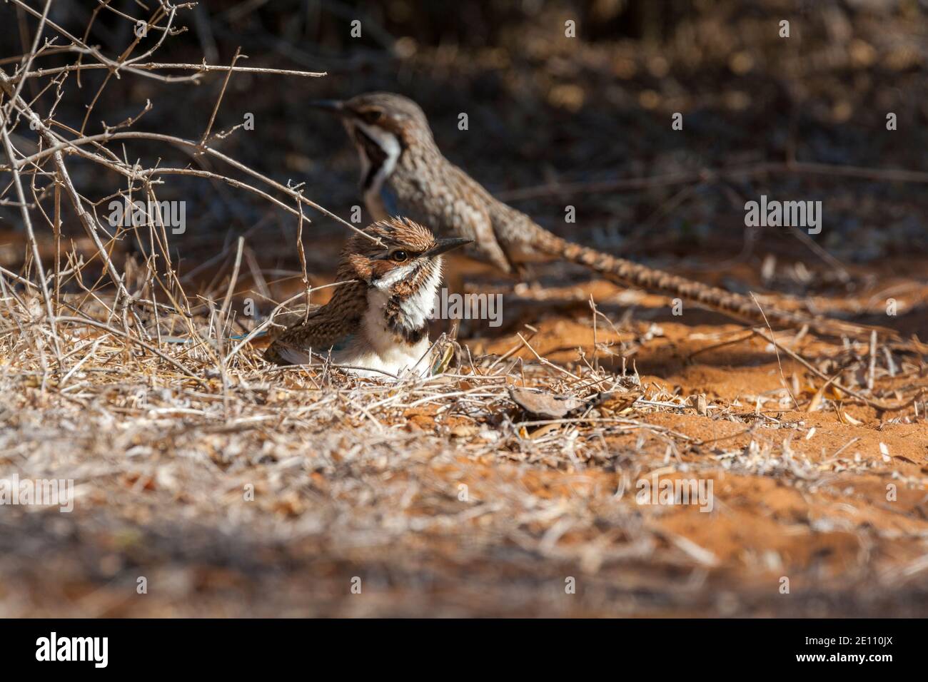 Rouleau à queue longue Uratelornis chimera, adultes en défrichement forestier, Ifaty, Toliara, Madagascar, octobre Banque D'Images