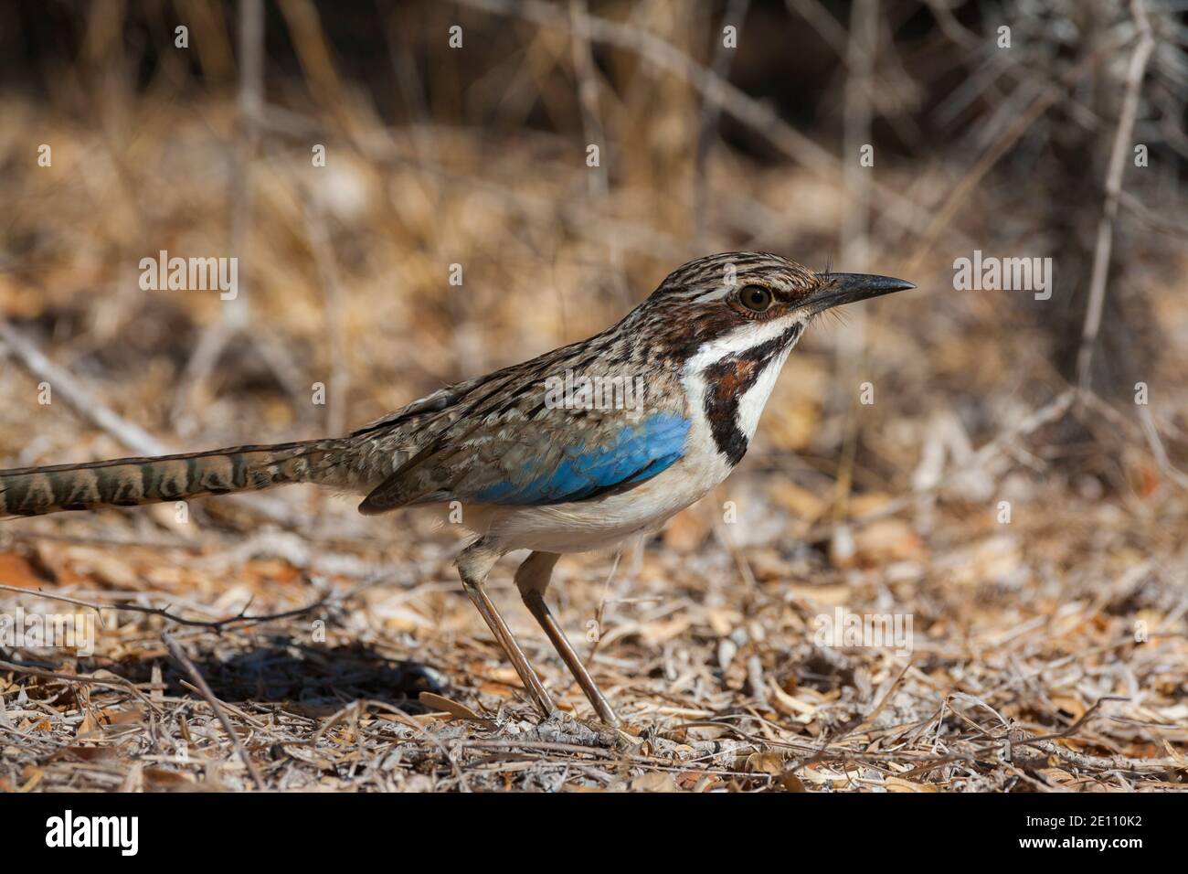 Rouleau à queue longue Uratelornis chimera, adulte dans la sous-croissance des broussailles, Ifaty, Toliara, Madagascar, octobre Banque D'Images