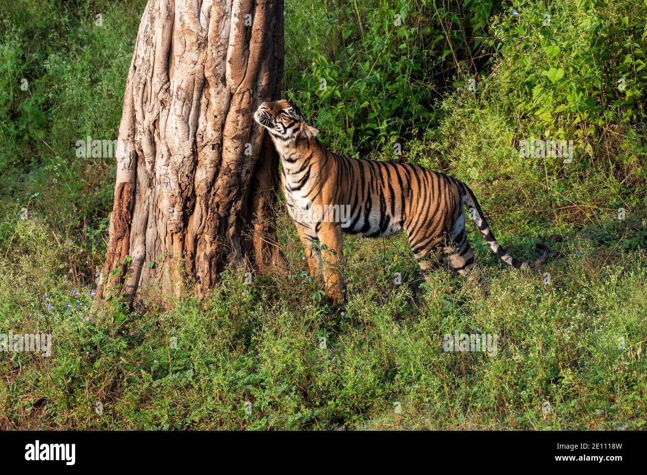 Une sortie de marche sur la route forestière et le marquage du territoire À l'intérieur de la réserve de tigres de Nagarhole à Karnataka lors d'un safari dans la faune Banque D'Images