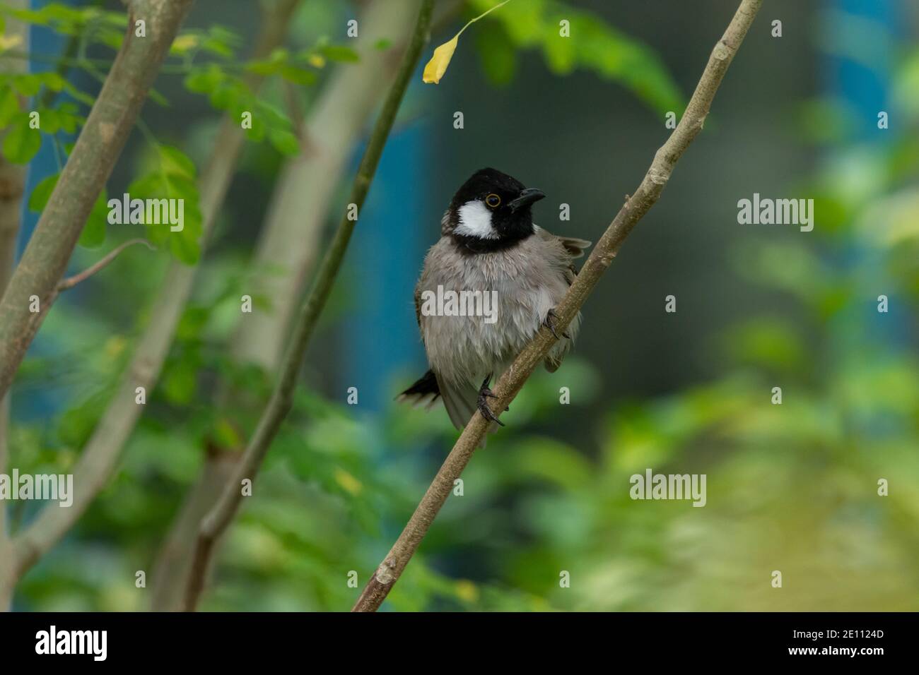 White-eared bulbul Banque D'Images