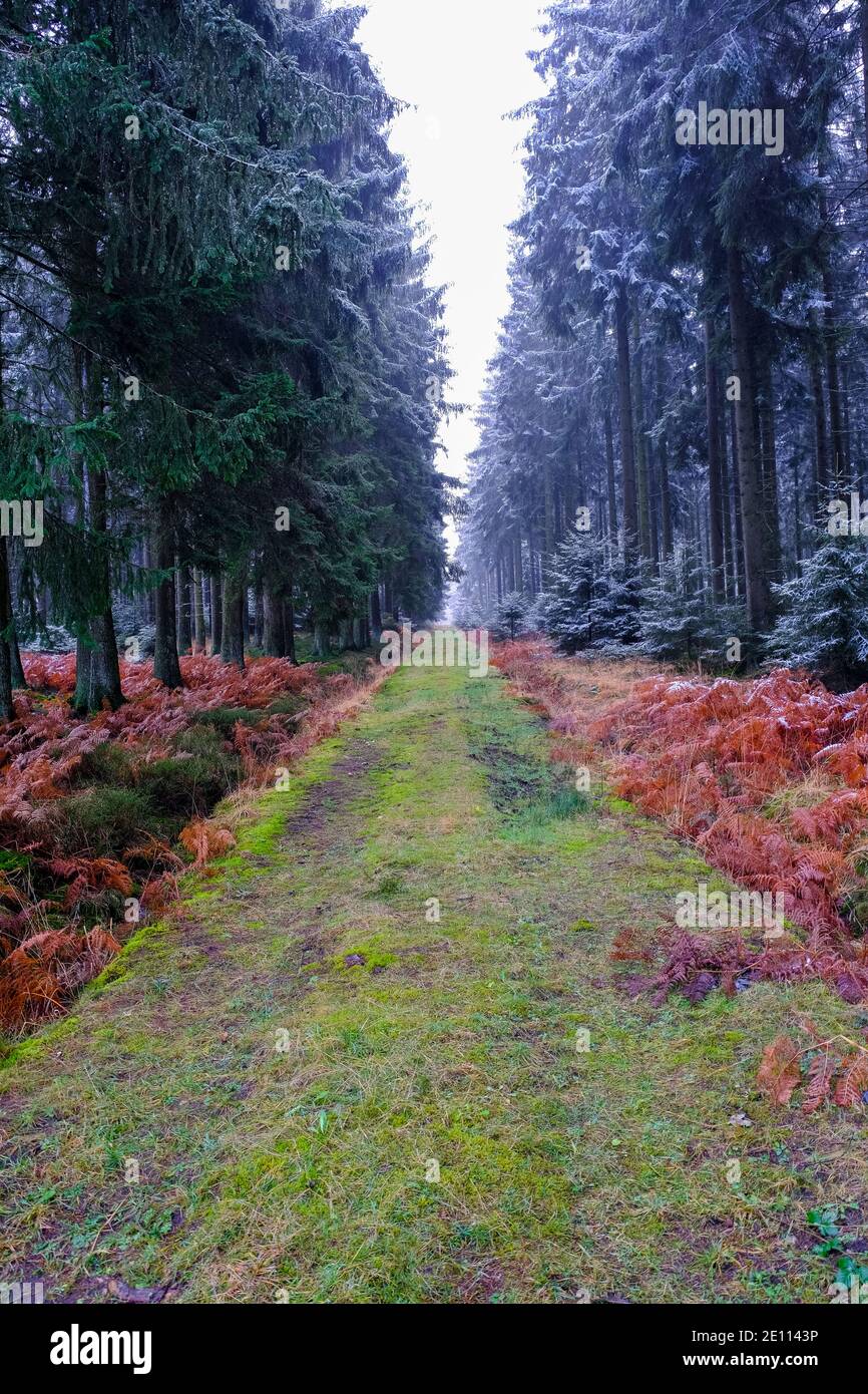 Sentier de randonnée en forêt en hiver. Arbre recouvert de givre. Personne Banque D'Images