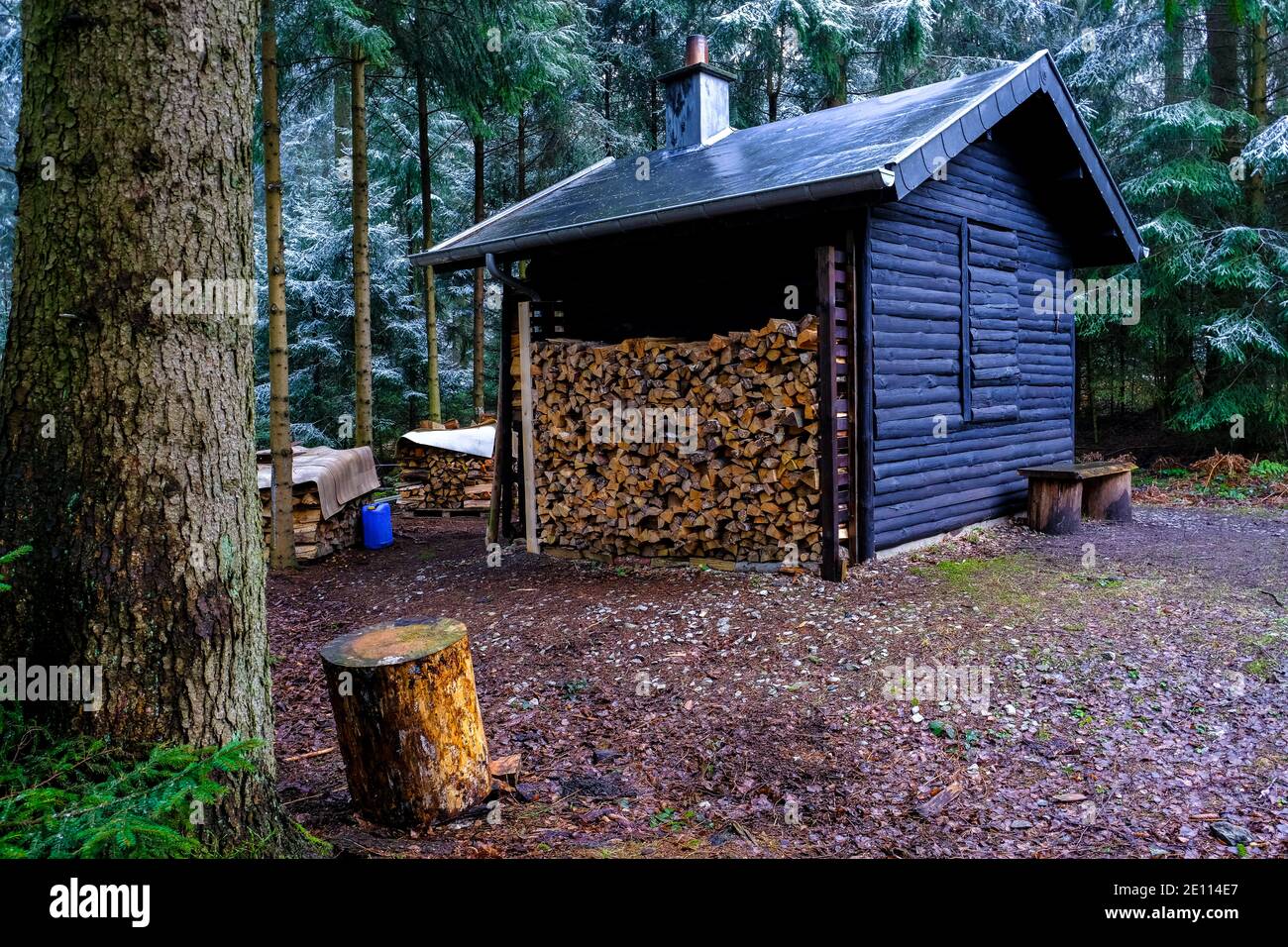 Petite cabine dans la forêt de pins en hiver. Personne Banque D'Images