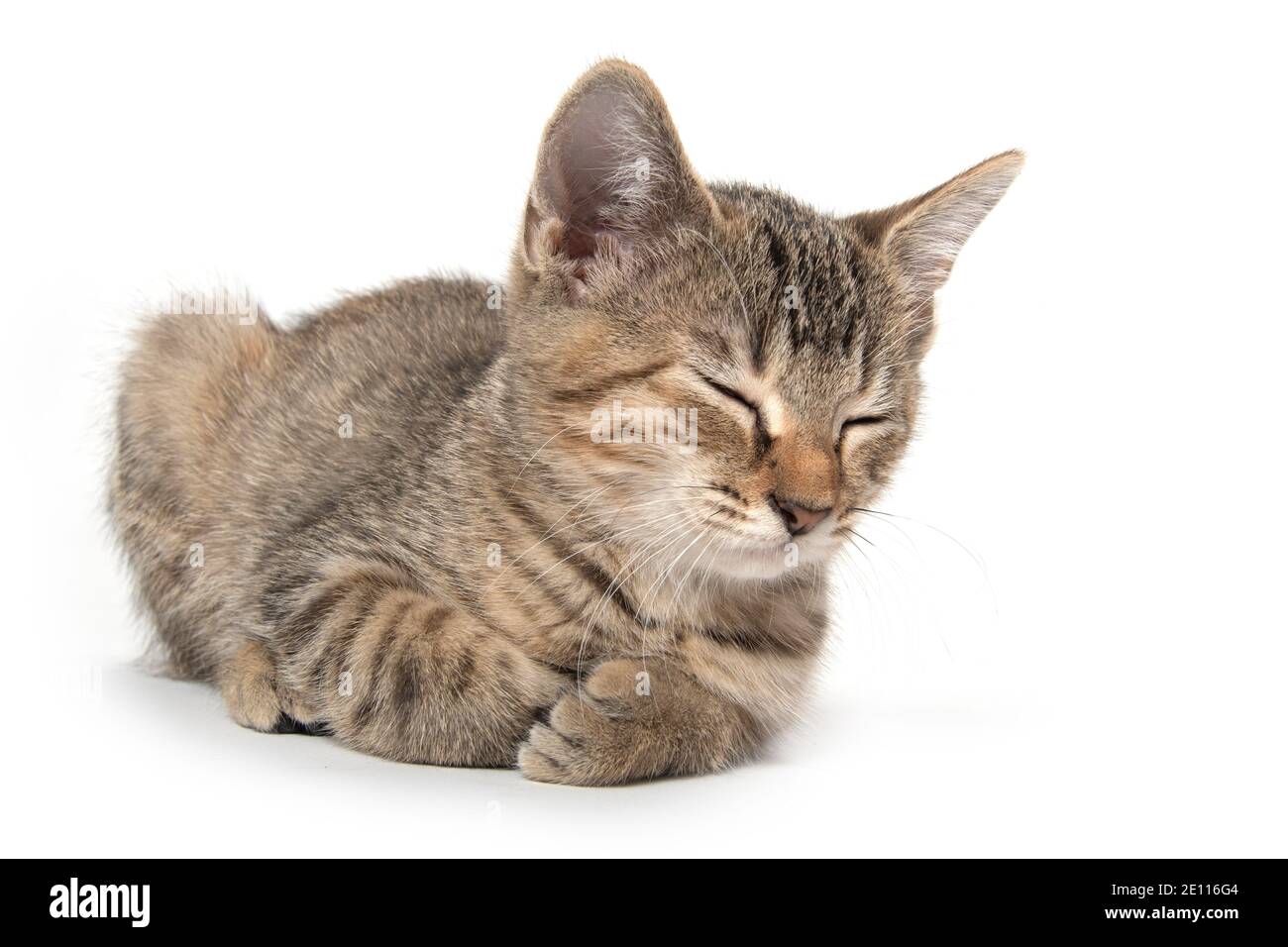 Mignon bébé tabby chaton dormant isolé sur fond blanc Banque D'Images