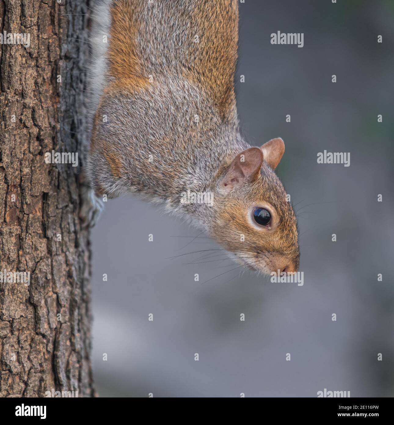 portrait d'un petit écureuil sur un arbre Banque D'Images