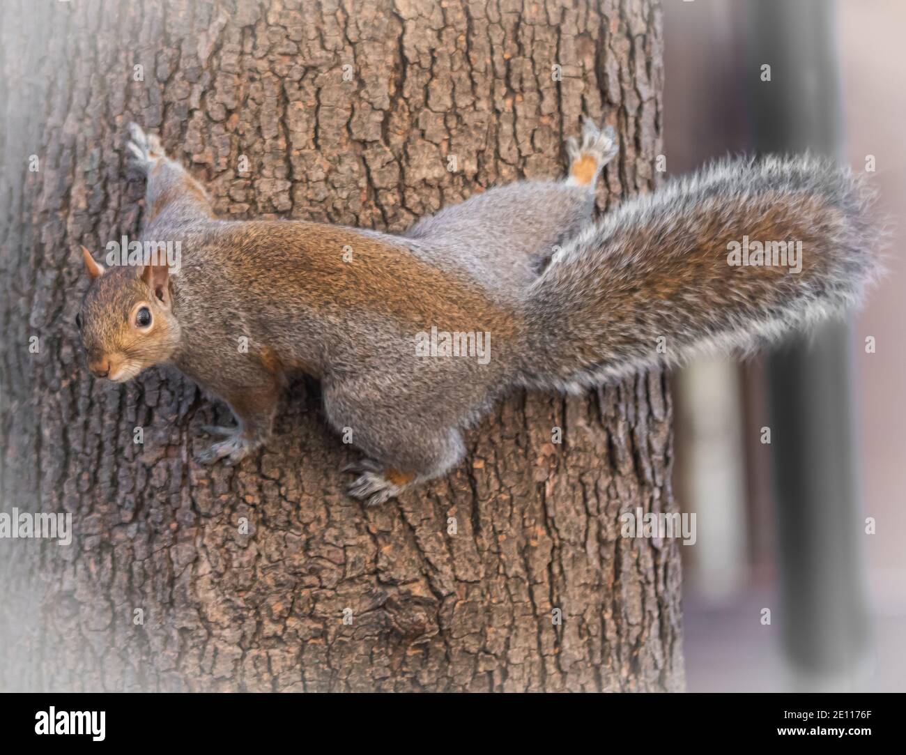 portrait d'un petit écureuil sur un arbre Banque D'Images