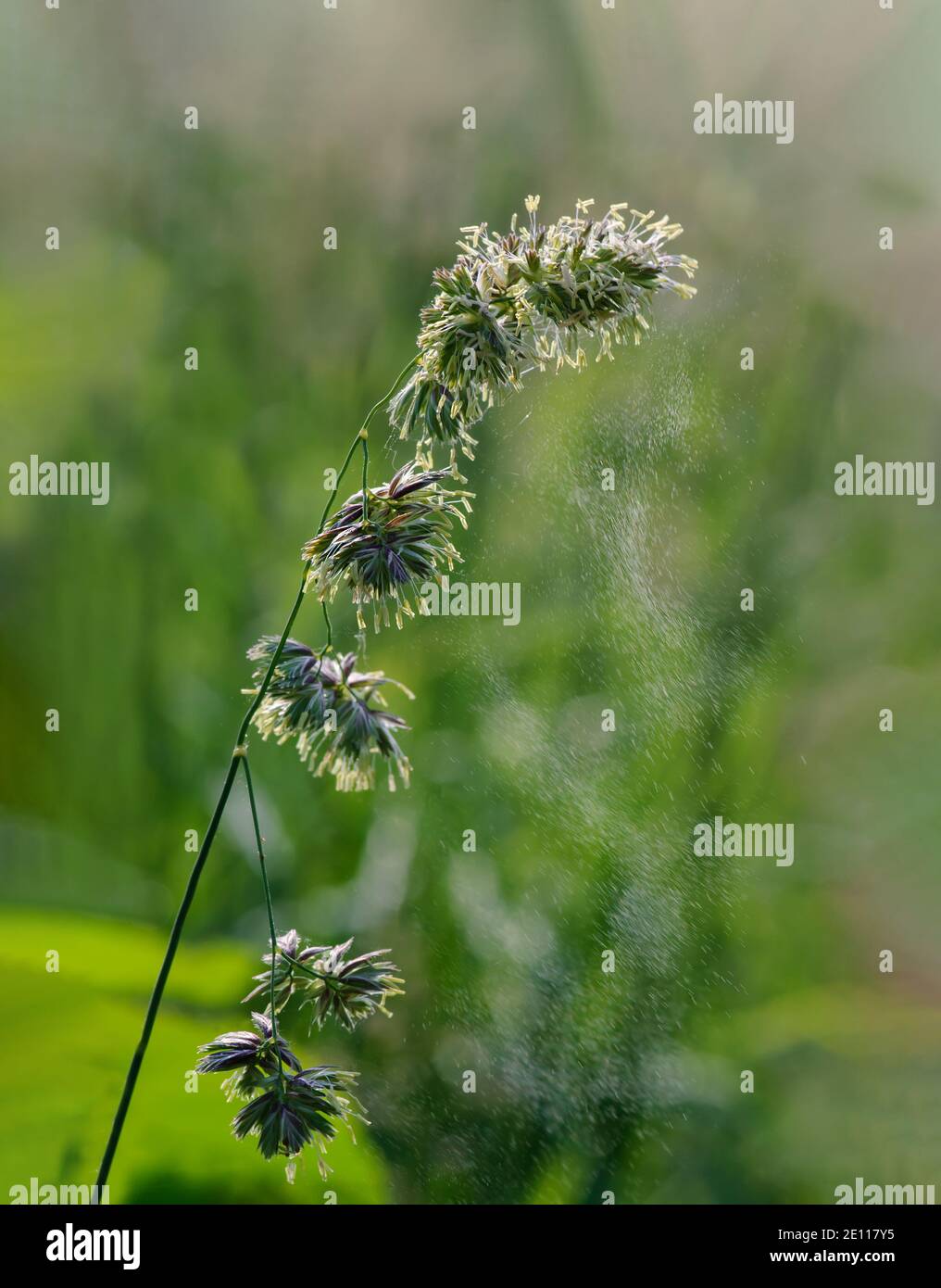 Graminées pollen Flying, Gräserpollenflug, abfliegende Gräserpollen, Pollenwolke fliegt von gras ab Banque D'Images