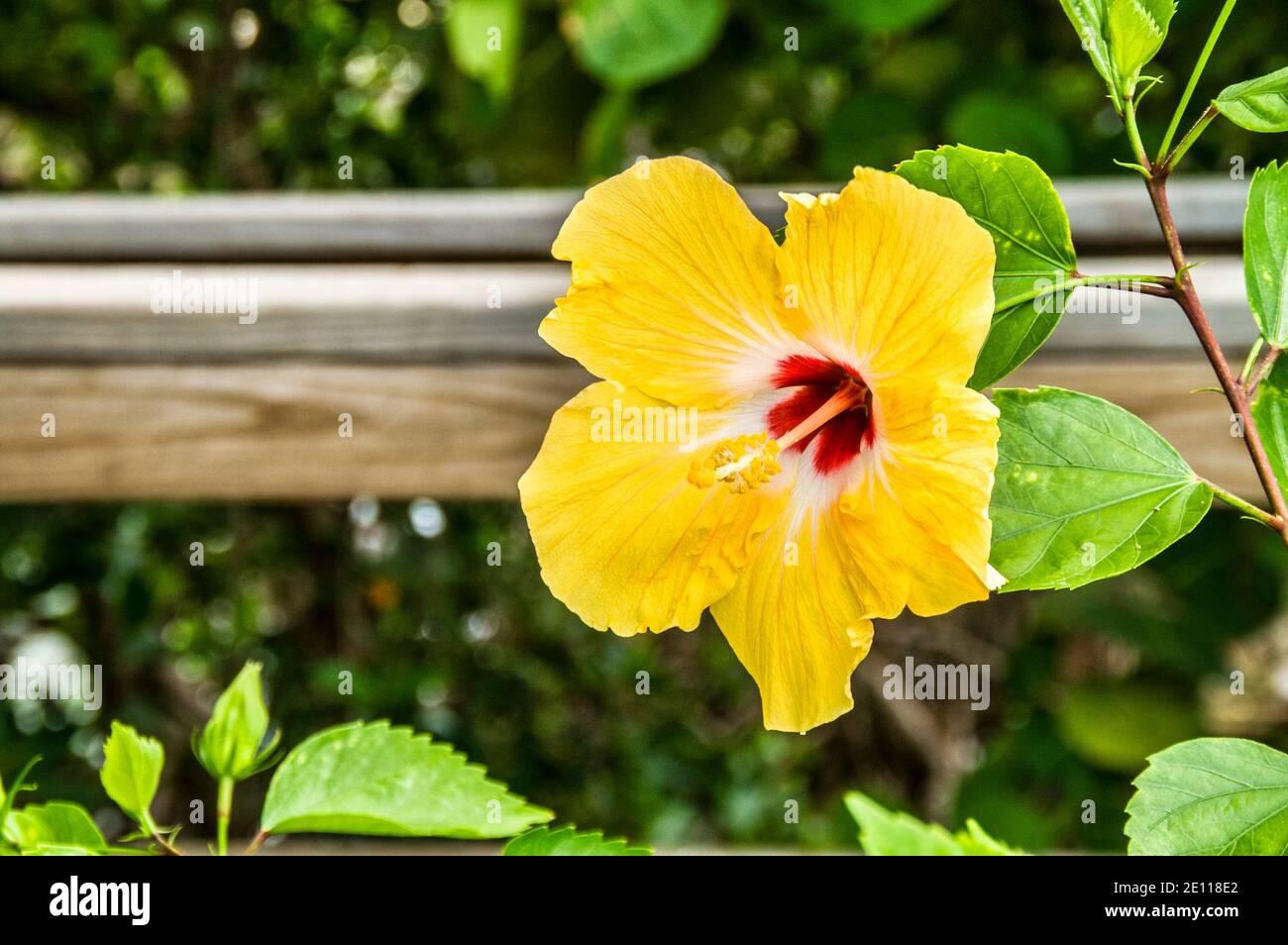 Un hibiscus jaune pousse à l'extérieur d'un magasin sur Plantation Key dans les Florida Keys. Banque D'Images