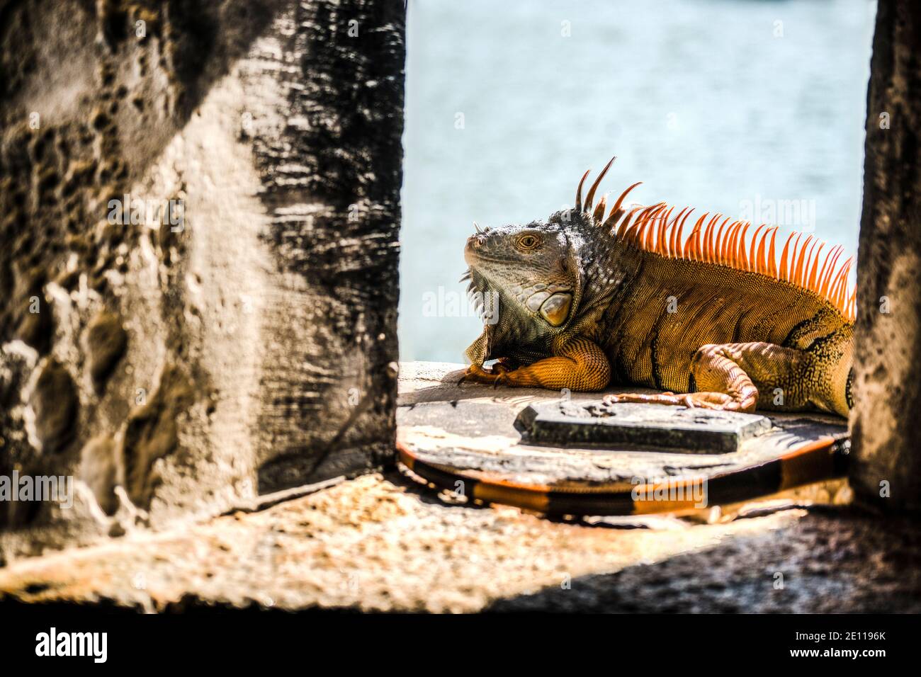 Un iguana orange prend le soleil dans un port d'armes du fort Zachary Taylor de la Guerre civile jusqu'à la fossé bordée de mangroves à Key West, les Florida Keys. Banque D'Images