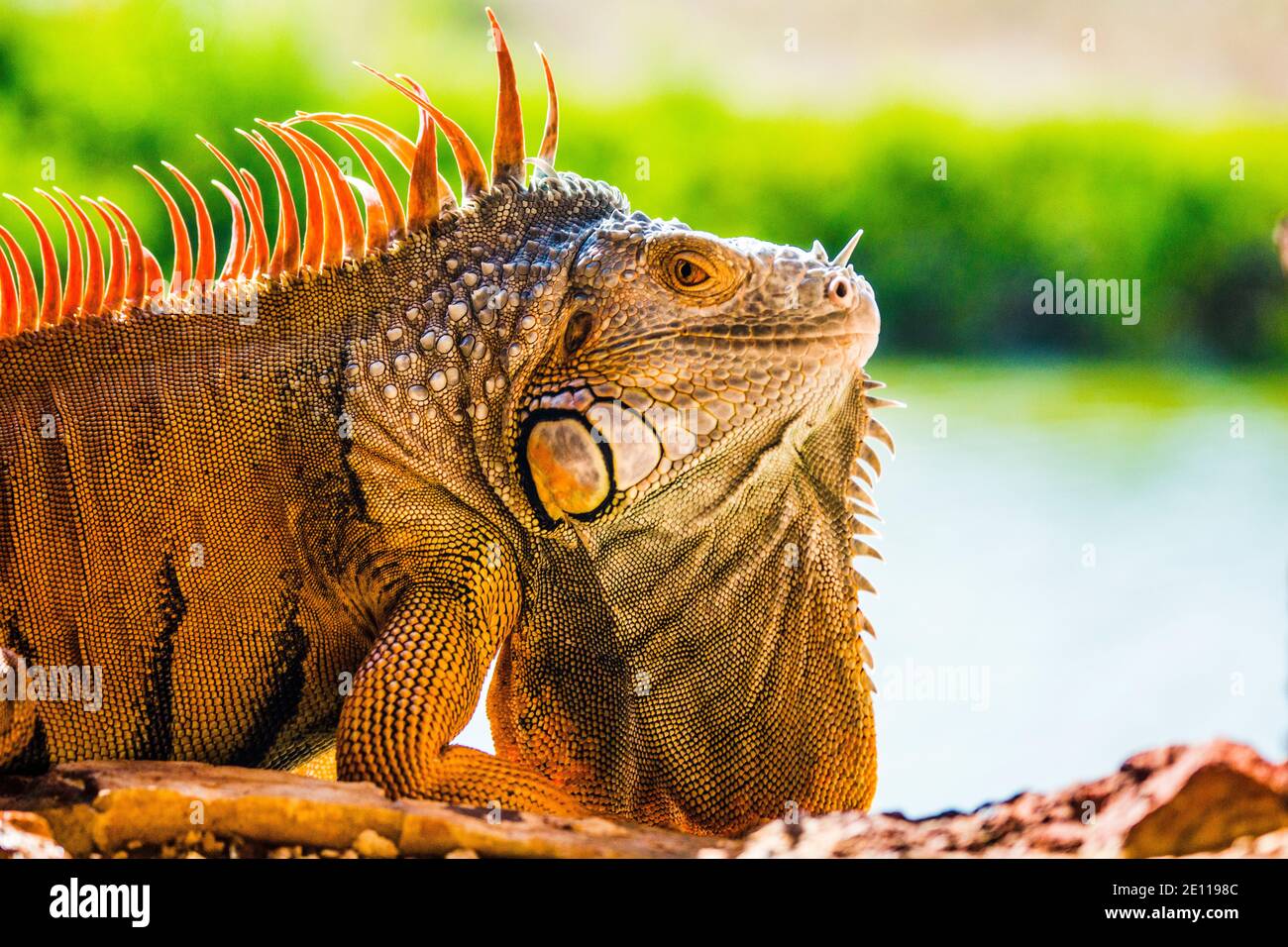 Gros plan d'un iguana orange qui prend le soleil dans un port d'armes du fort Zachary Taylor de la Guerre civile jusqu'à la fossé bordée de mangroves de Key West, les Florida Keys Banque D'Images