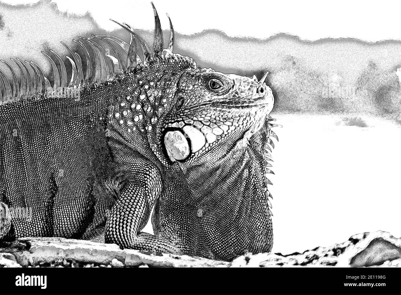 Illustration photo en niveaux de gris d'un iguana orange se faisant prendre le soleil dans un port d'armes à feu du fort Zachary Taylor de la Guerre civile à Key West, les Florida Keys. Banque D'Images