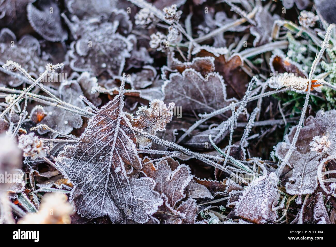 Feuilles congelées sèches fond naturel.froid hiver matinées.les premières gelées et les feuilles congelées. Image macro d'hiver. Temps clair et silencieux. Hoarfro Banque D'Images