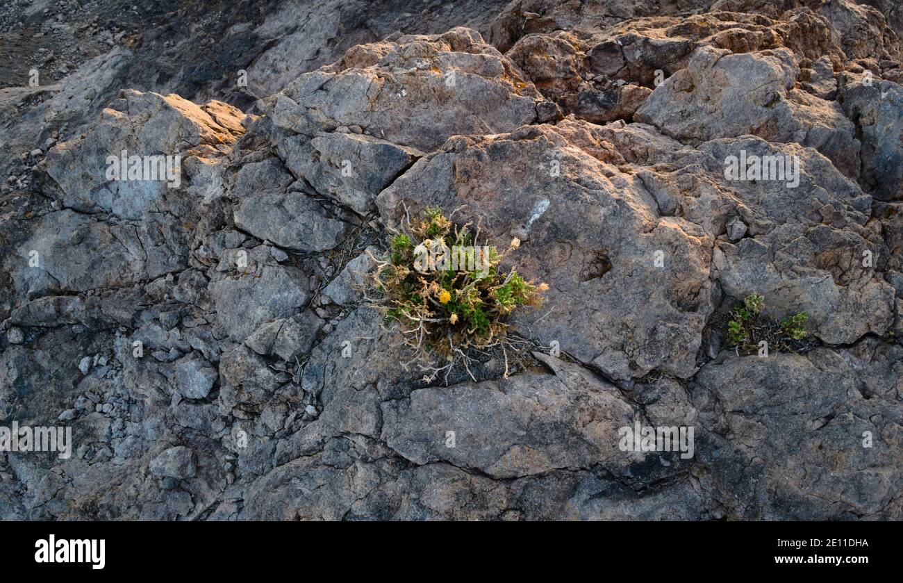 Plante du désert poussant sur un éperon rocheux près d'Uspallata, Mendoza, Argentine. Banque D'Images