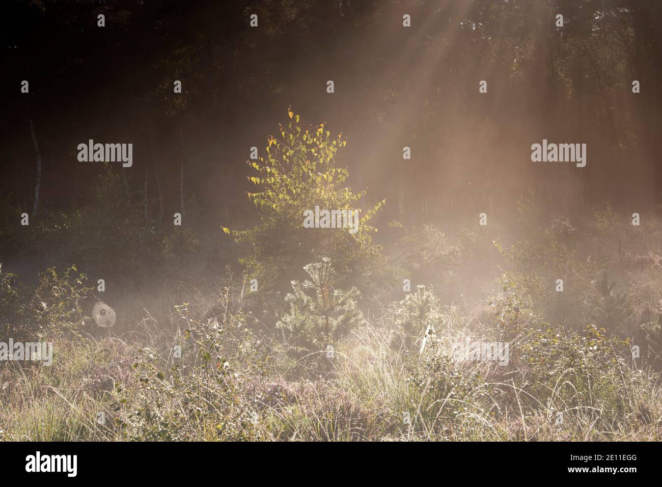 soleil matinal dans la forêt brumeuse Banque D'Images