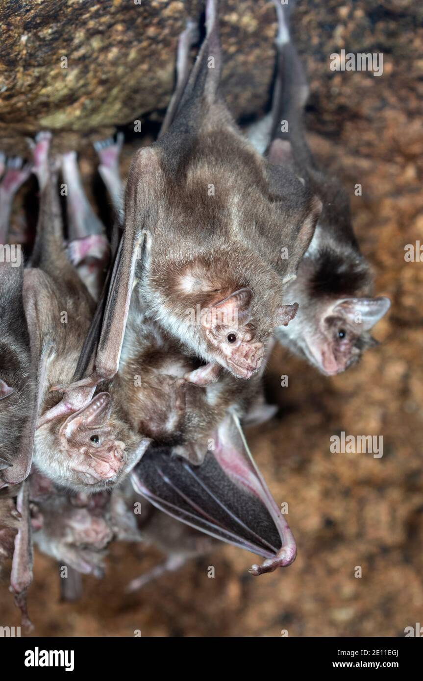 Les chauves-souris vampires (Desmodus rotundus), une colonie suspendue dans une grotte. Banque D'Images