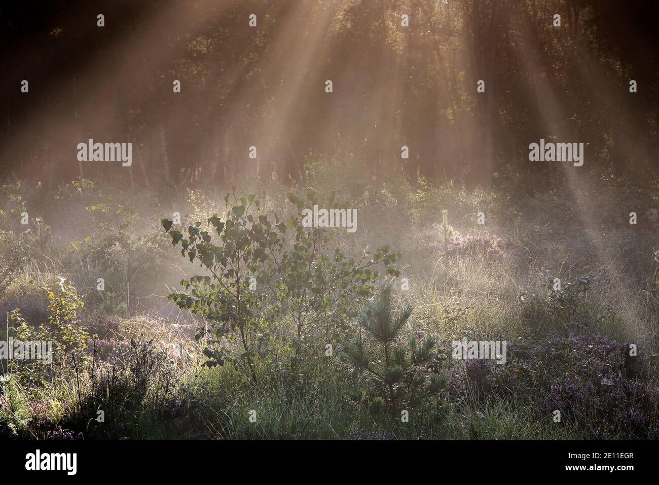 des rayons de soleil dans la forêt sauvage brumeuse au printemps Banque D'Images