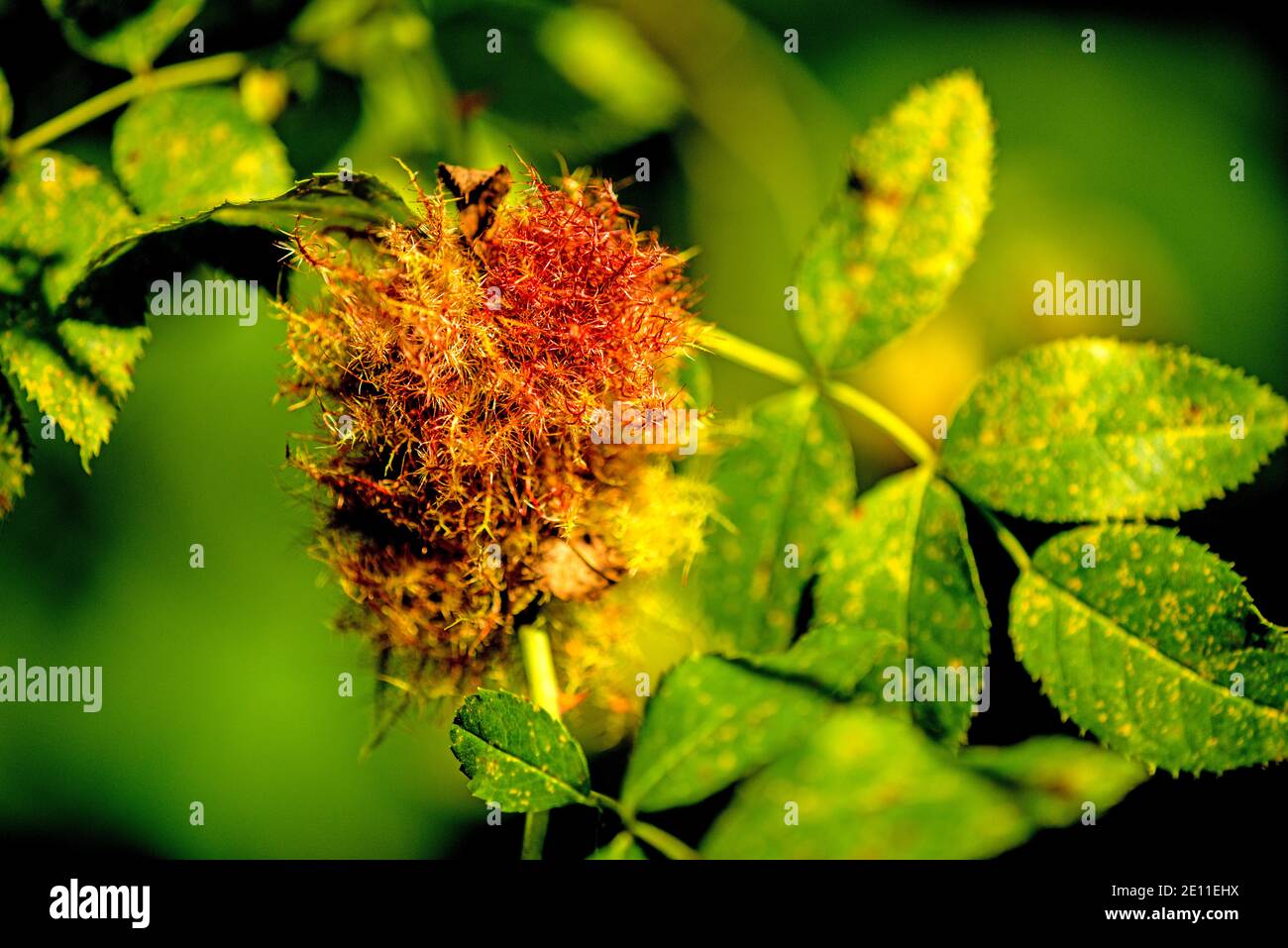 Rose Bedeguar Gall, Gall mature sur UN chien Rose en été en Allemagne Banque D'Images