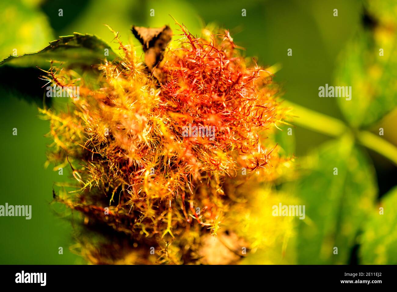 Rose Bedeguar Gall, Gall mature sur UN chien Rose en été en Allemagne Banque D'Images