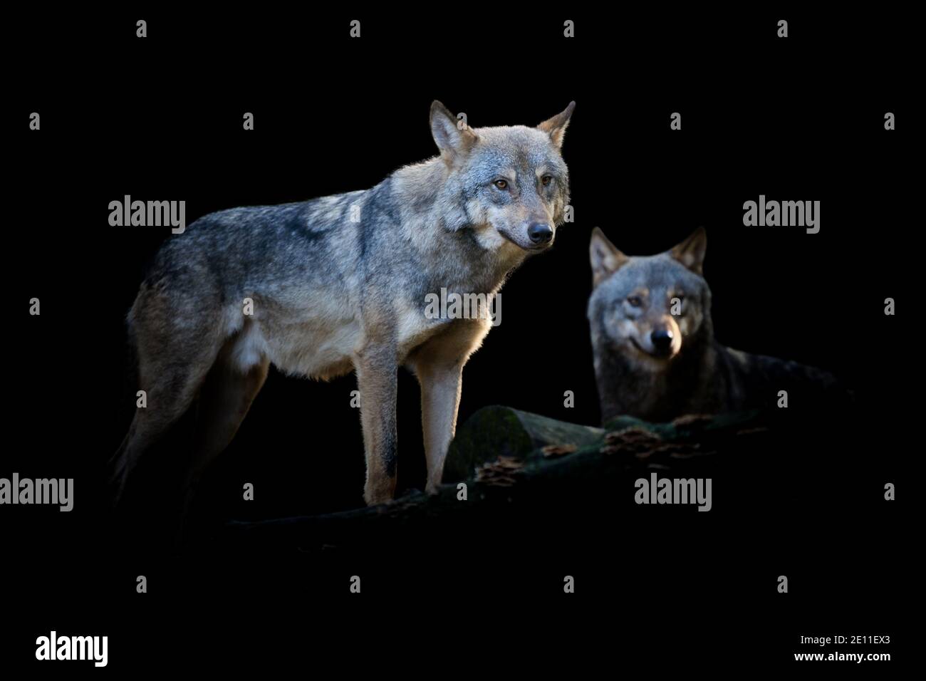 Gros plan sur Wolf. Deux animaux sauvages isolés sur un fond noir Banque D'Images