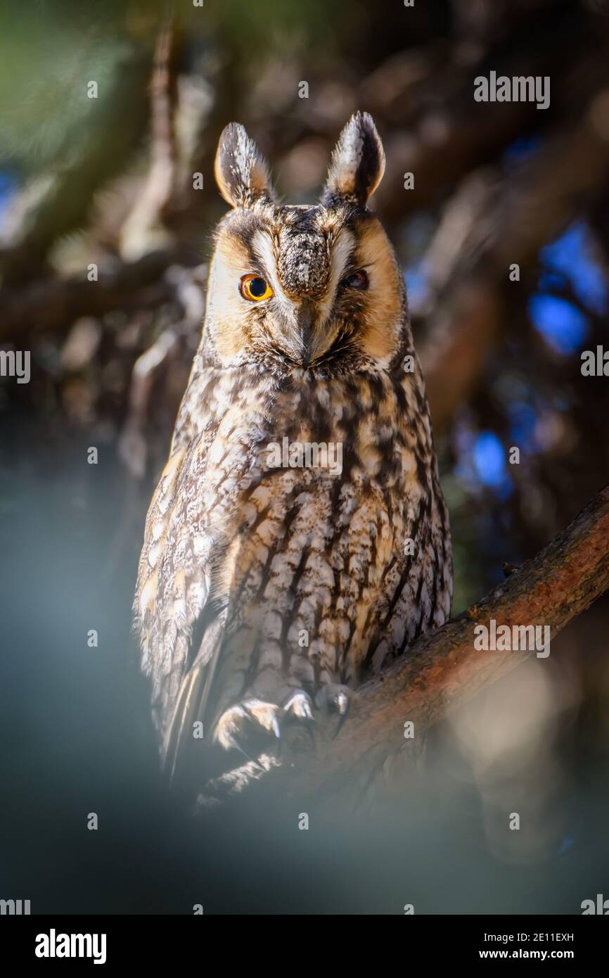 Young Owl asseyez-vous dans un arbre et regardez sur la caméra Banque D'Images