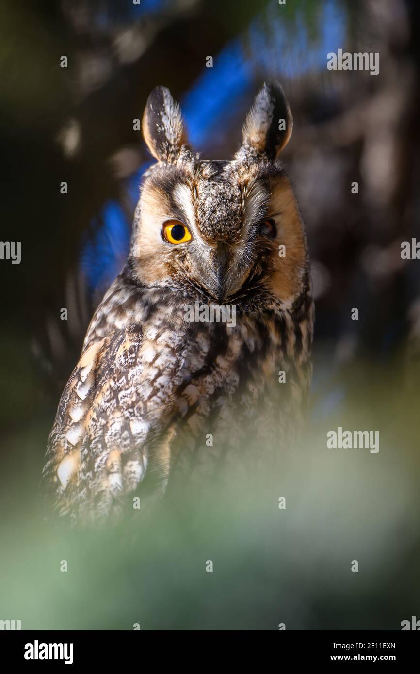 Young Owl asseyez-vous dans un arbre et regardez sur la caméra Banque D'Images