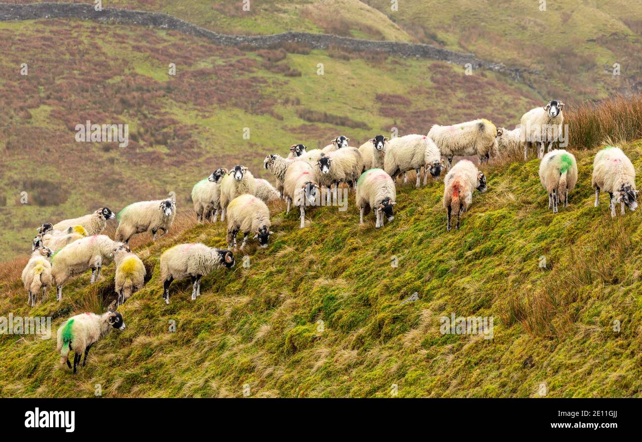 Moutons Swaledale en hiver. Un troupeau de brebis de Swaledale sur une lande isolée non clôturée près de Keld dans le North Yorkshire. Par temps froid et humide. Horizontale. Banque D'Images