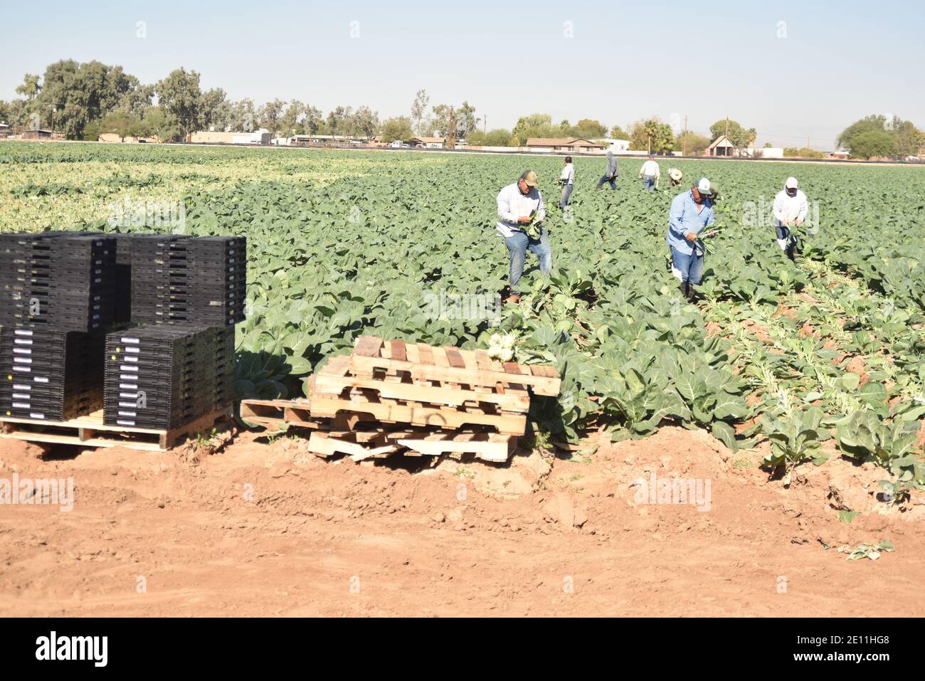 Glendale, Arizona. ÉTATS-UNIS 11/18/2020. EVERKRISP EXPLOITE DES récoltes de colverts. Banque D'Images