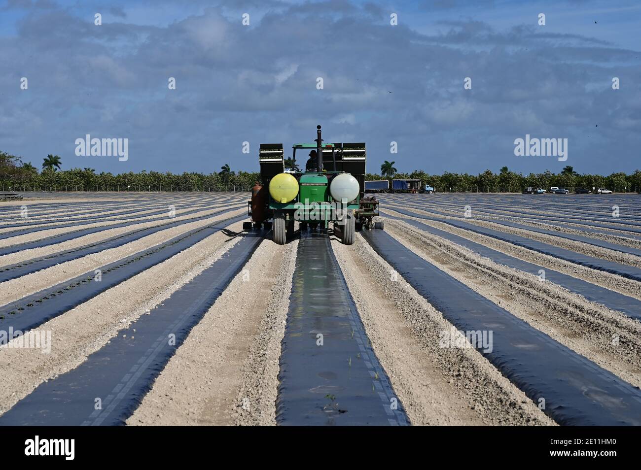 Planteurs mécanisés plantant des champs près de Homestead, en Floride, le matin d'hiver ensoleillé. Banque D'Images