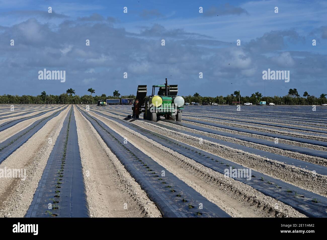 Planteurs mécanisés plantant des champs près de Homestead, en Floride, le matin d'hiver ensoleillé. Banque D'Images