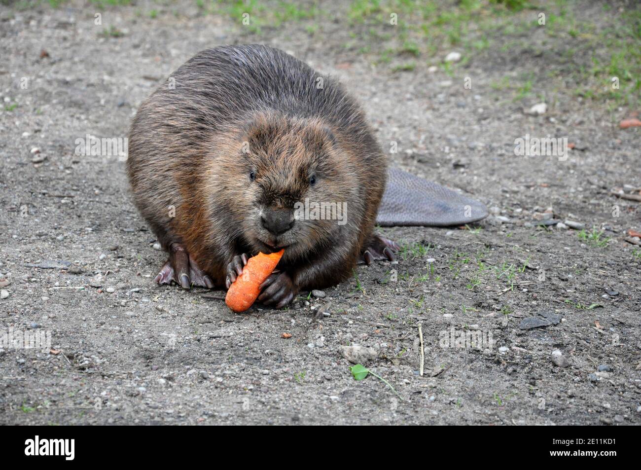 Un castor adulte mangeant une carotte. Banque D'Images