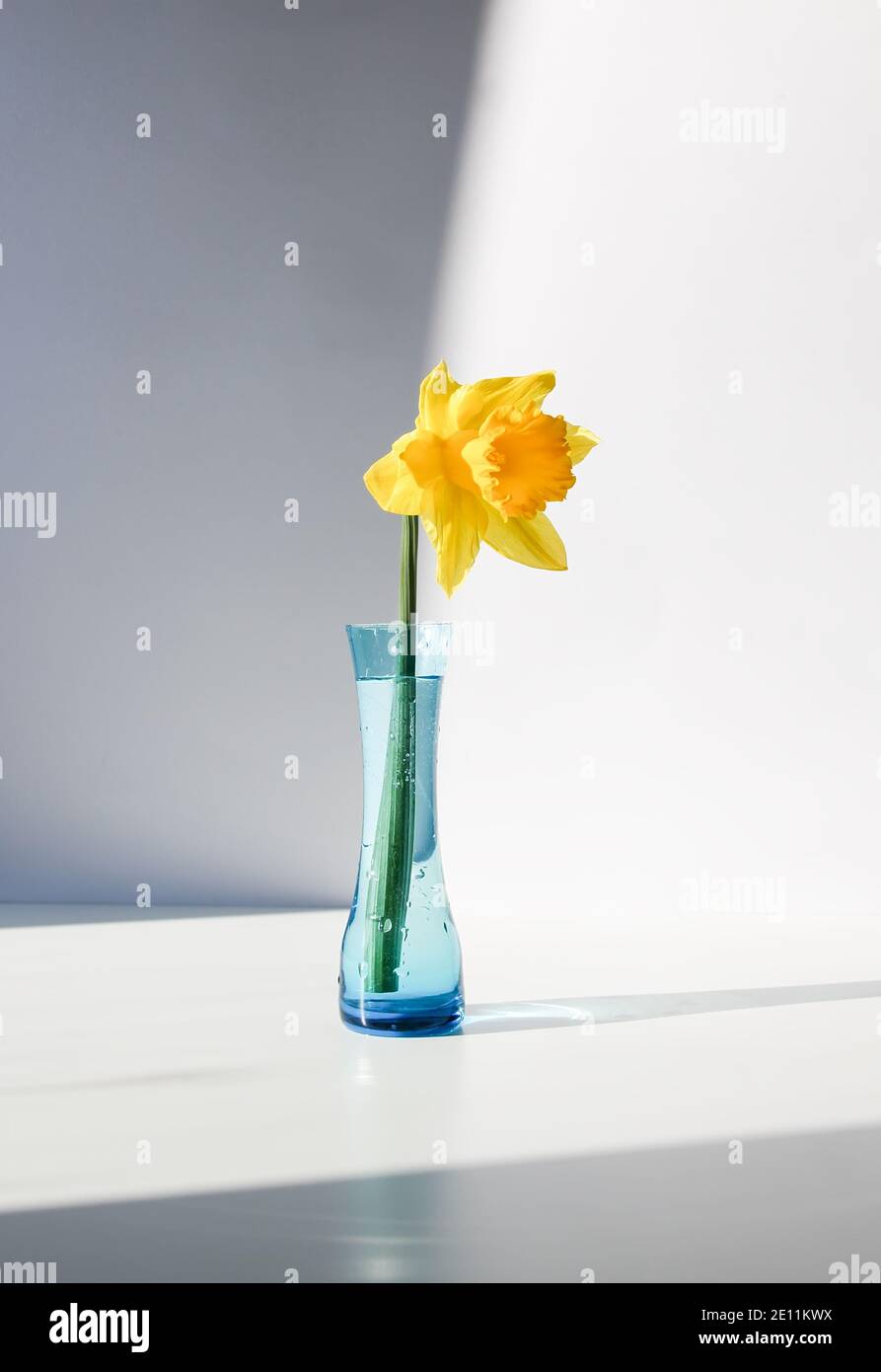 Fleur de narcisus jaune ou plante de jonquille dans le vase en verre bleu  sur fond blanc Photo Stock - Alamy