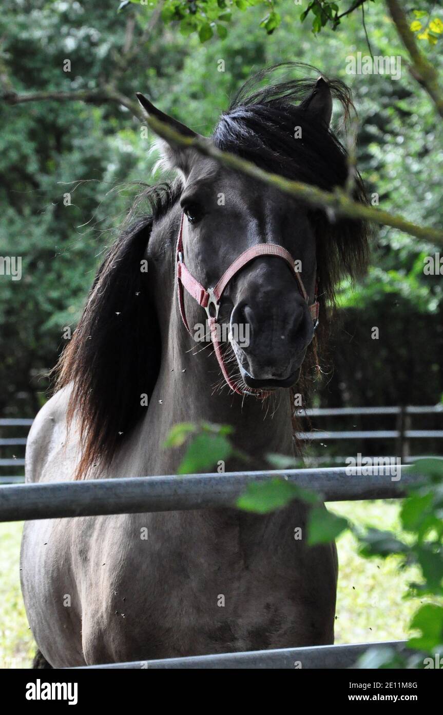 Étalon de Pony polonais à Popielno, Pologne. Banque D'Images