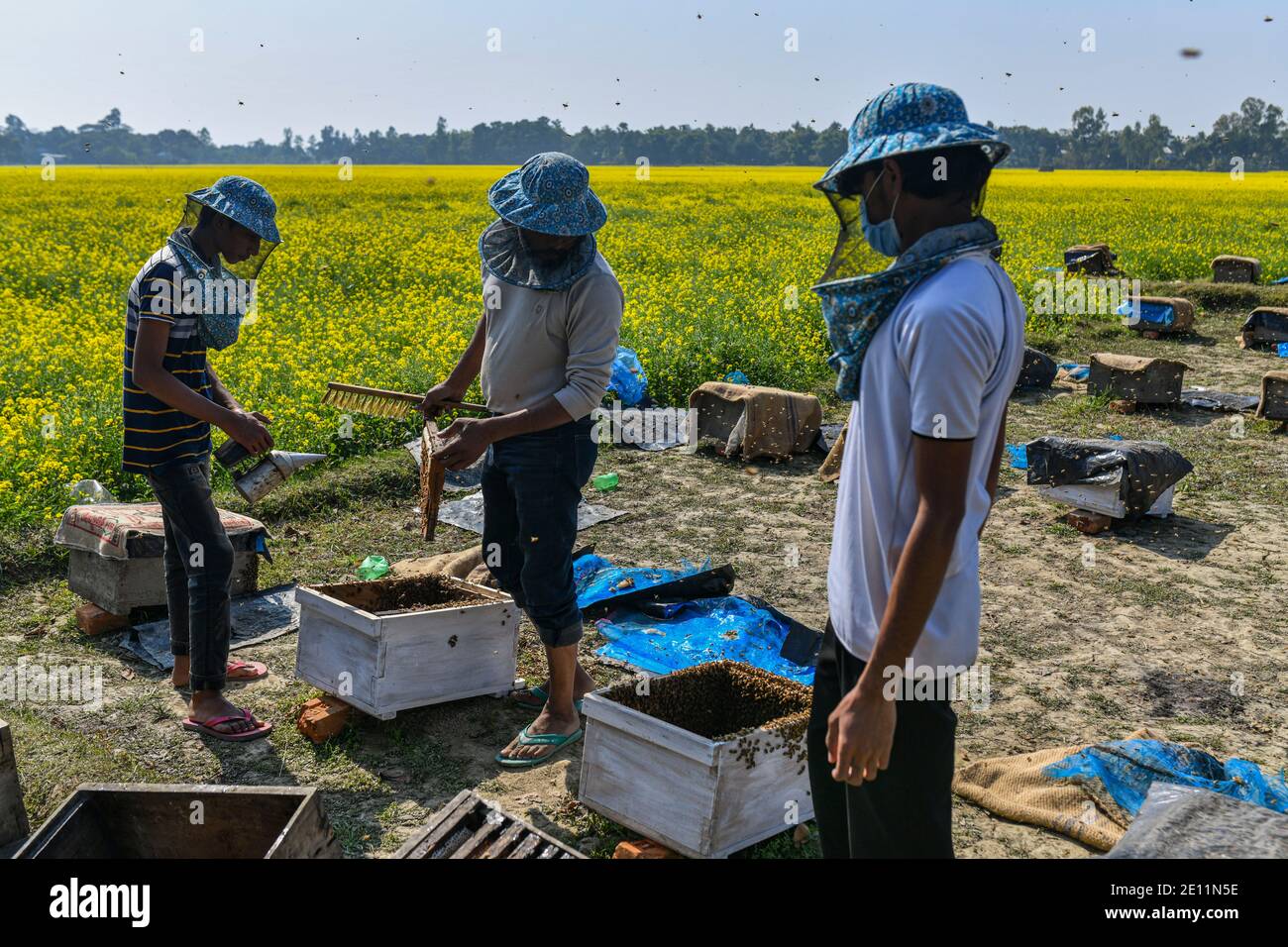Le 03 janvier 2021, un apiculteur bangladais recueille du miel, ruche avec des abeilles dans un champ de moutarde à Manikganj, dans la banlieue de Dhaka, au Bangladesh. L'hiver au Bangladesh est la saison de production de miel la plus favorable lorsque les champs de moutarde de la plupart des régions du pays sont en pleine floraison. Banque D'Images
