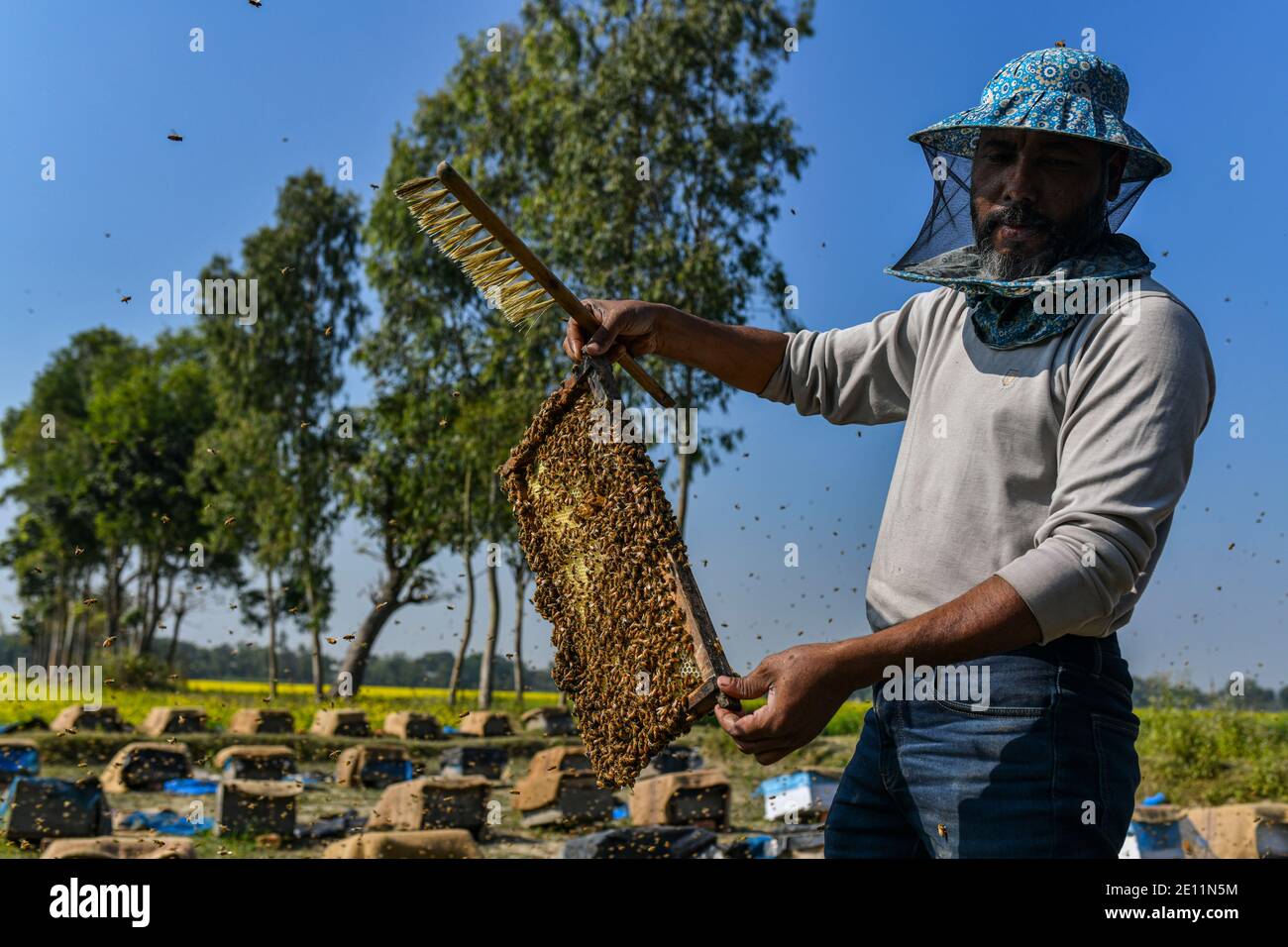 Le 03 janvier 2021, un apiculteur bangladais recueille du miel, ruche avec des abeilles dans un champ de moutarde à Manikganj, dans la banlieue de Dhaka, au Bangladesh. L'hiver au Bangladesh est la saison de production de miel la plus favorable lorsque les champs de moutarde de la plupart des régions du pays sont en pleine floraison. Banque D'Images