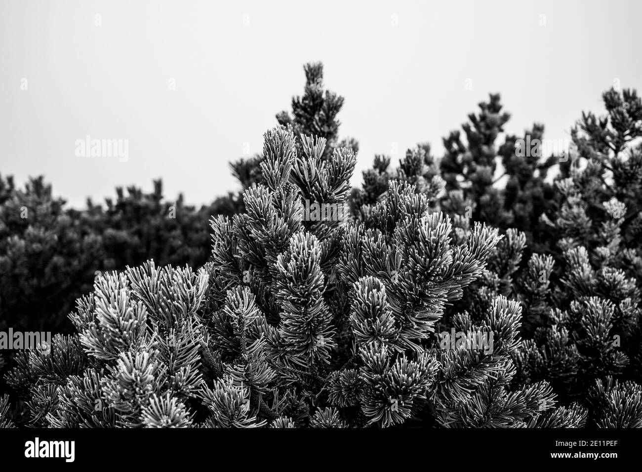 Vue détaillée des branches de conifères congelées. Pare-brise d'hiver Fitrst. Banque D'Images