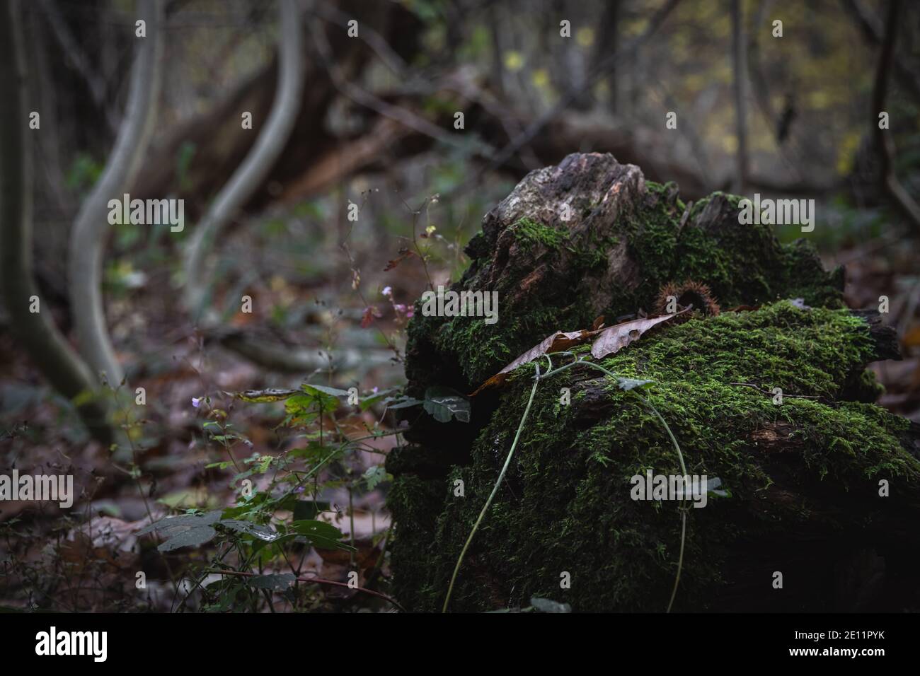 Belle vue rapprochée d'une pierre de mousse sur une forêt marchez en hiver Banque D'Images