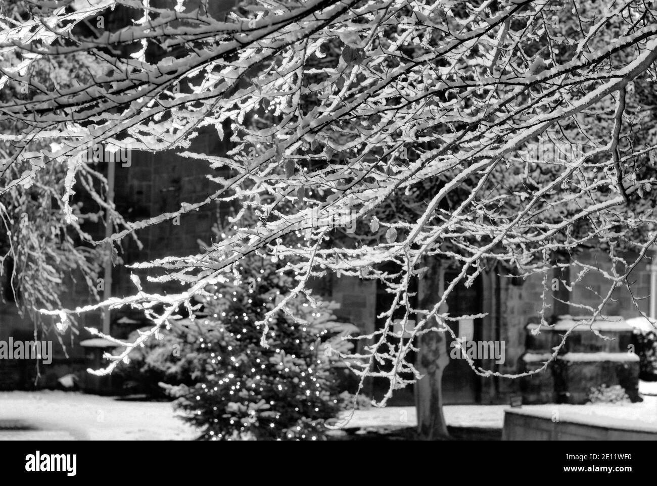 Branches surgelés Banque D'Images