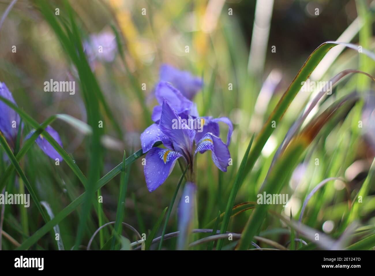Bel iris dans le jardin après une pluie Banque D'Images