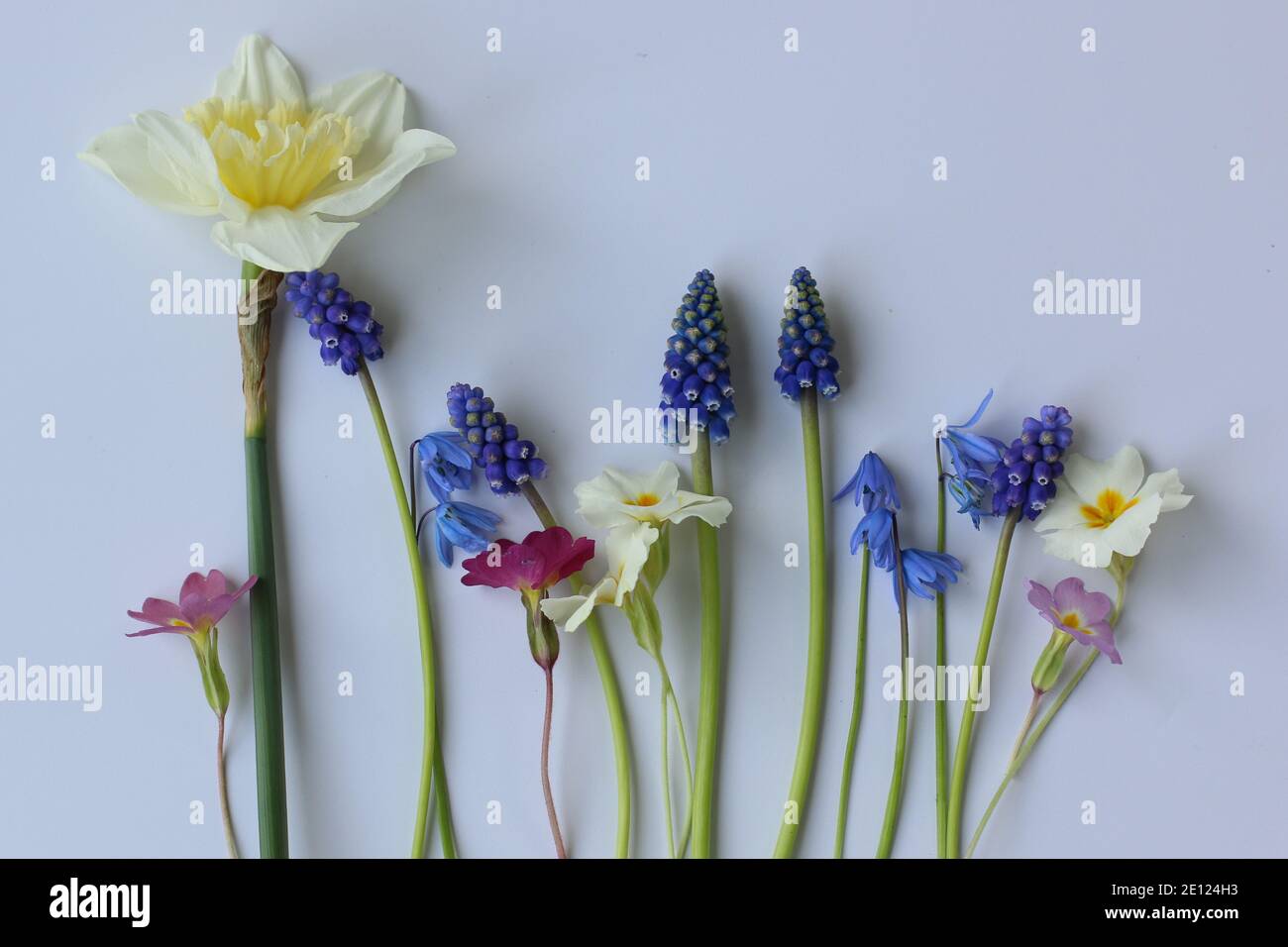 Fleurs printanières sur fond plat; jonquilles, primrosiers isolés Banque D'Images