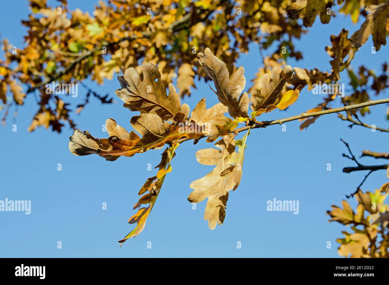 Une branche de feuilles de chêne qui se colorent sous le soleil d'automne sur fond de ciel bleu vif. Banque D'Images