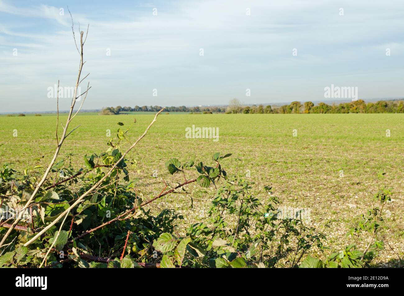 Vue sur un hedgerow avec des saumures sauvages vers les terres agricoles sur les North Hampshire Downs près de Basingstoke, lors d'un après-midi d'automne ensoleillé. Banque D'Images