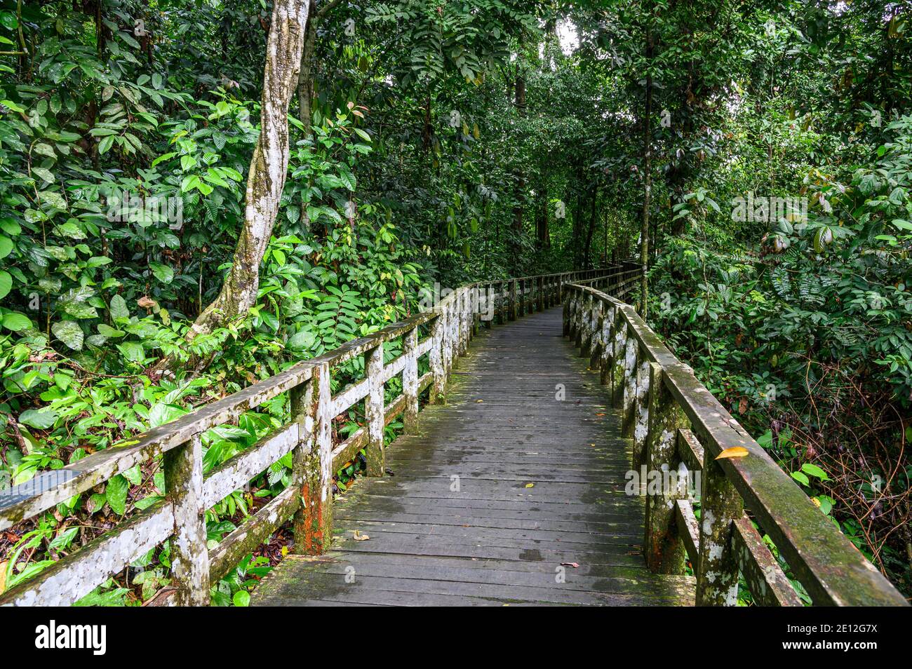 promenade en bois dans une jungle tropicale Banque D'Images