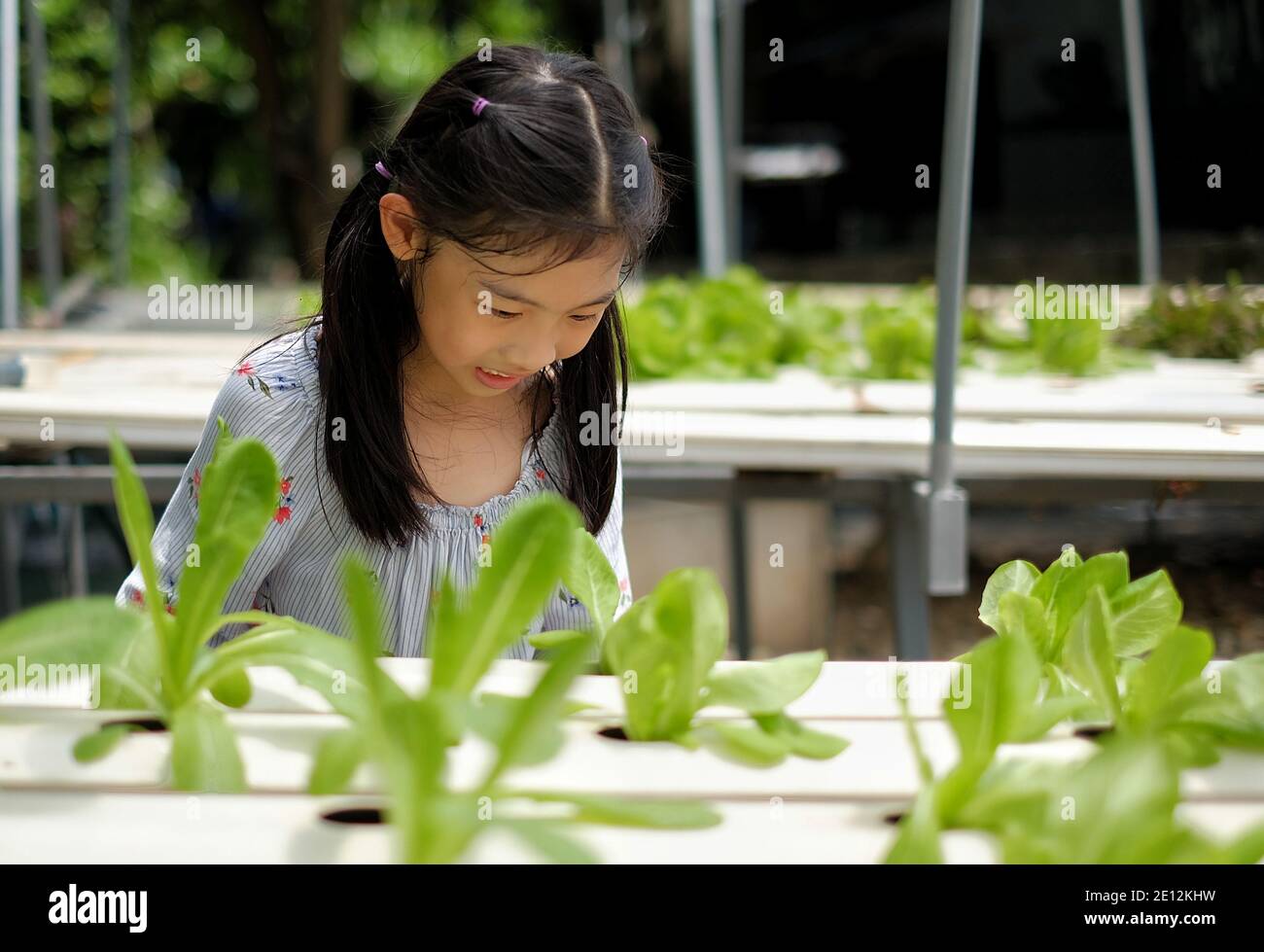 Une jeune fille asiatique mignonne inspectant et s'occupant de son potager hydroponique, se sentant heureuse, souriante. Banque D'Images