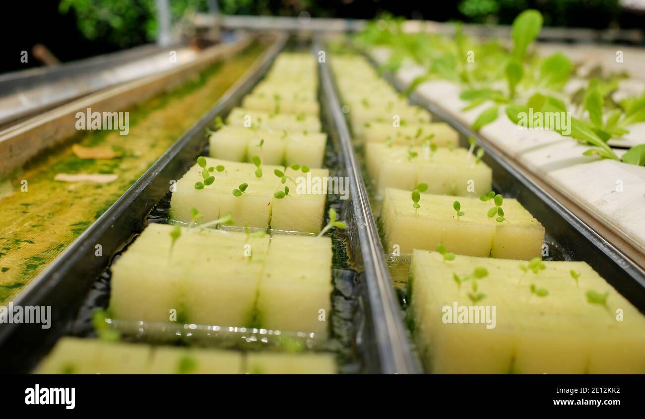 Semis de létuques cultivés sur des cubes d'éponge blanche, dans une ferme hydroponique biologique, avec de l'eau en dessous. Banque D'Images