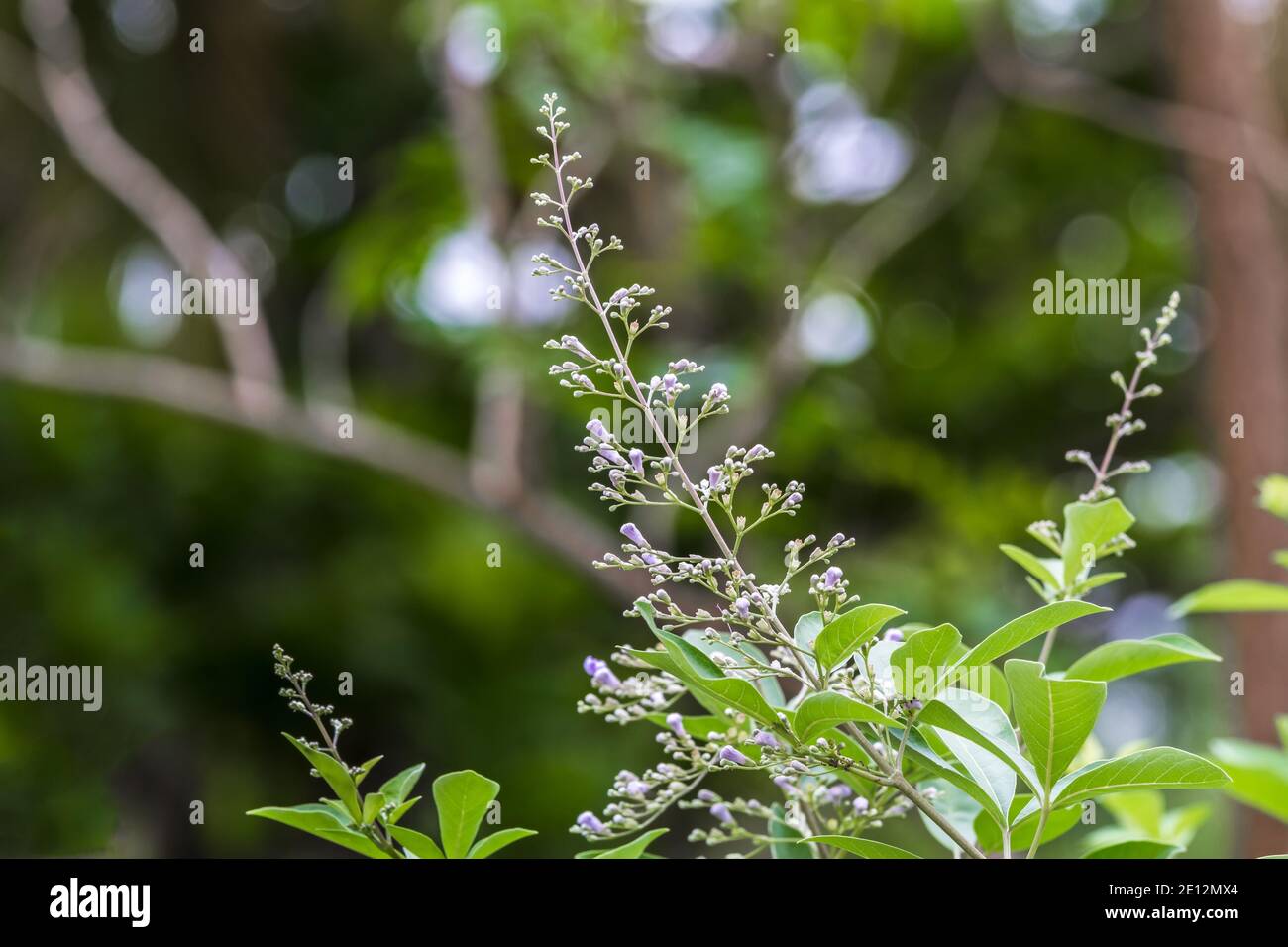 Gros plan fleur blanche Vitex trifolia Linn ou Indian Privet est herbe en Thaïlande sur la lumière naturelle. Banque D'Images