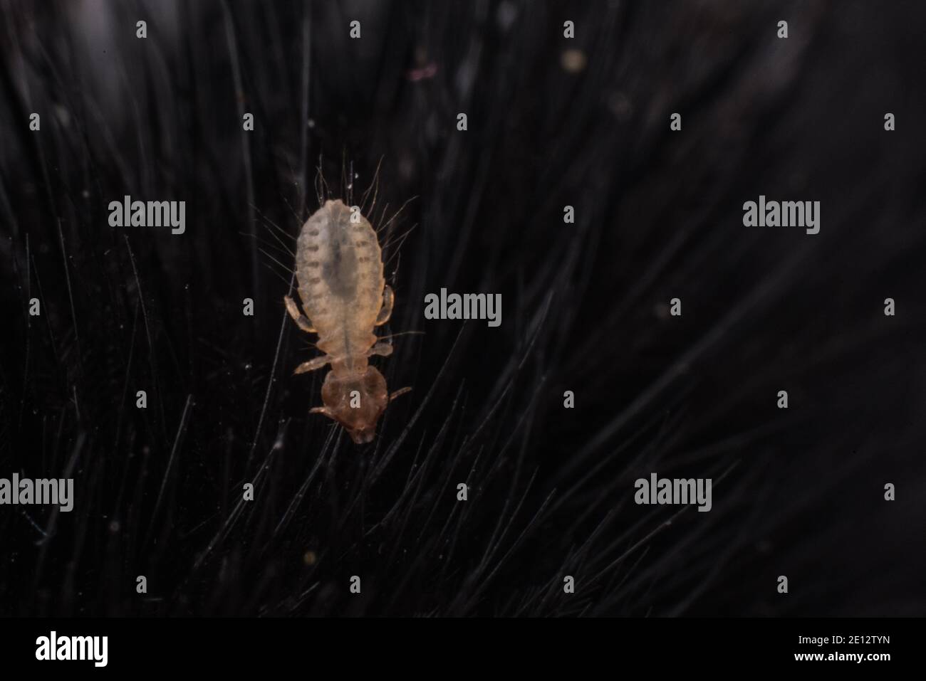 Un gros plan d'une souris d'oiseau (Menacanthus), une petite ectoparasite, qui a été trouvée sur les plumes d'un pic de bois d'Amérique récemment décédé en Californie. Banque D'Images