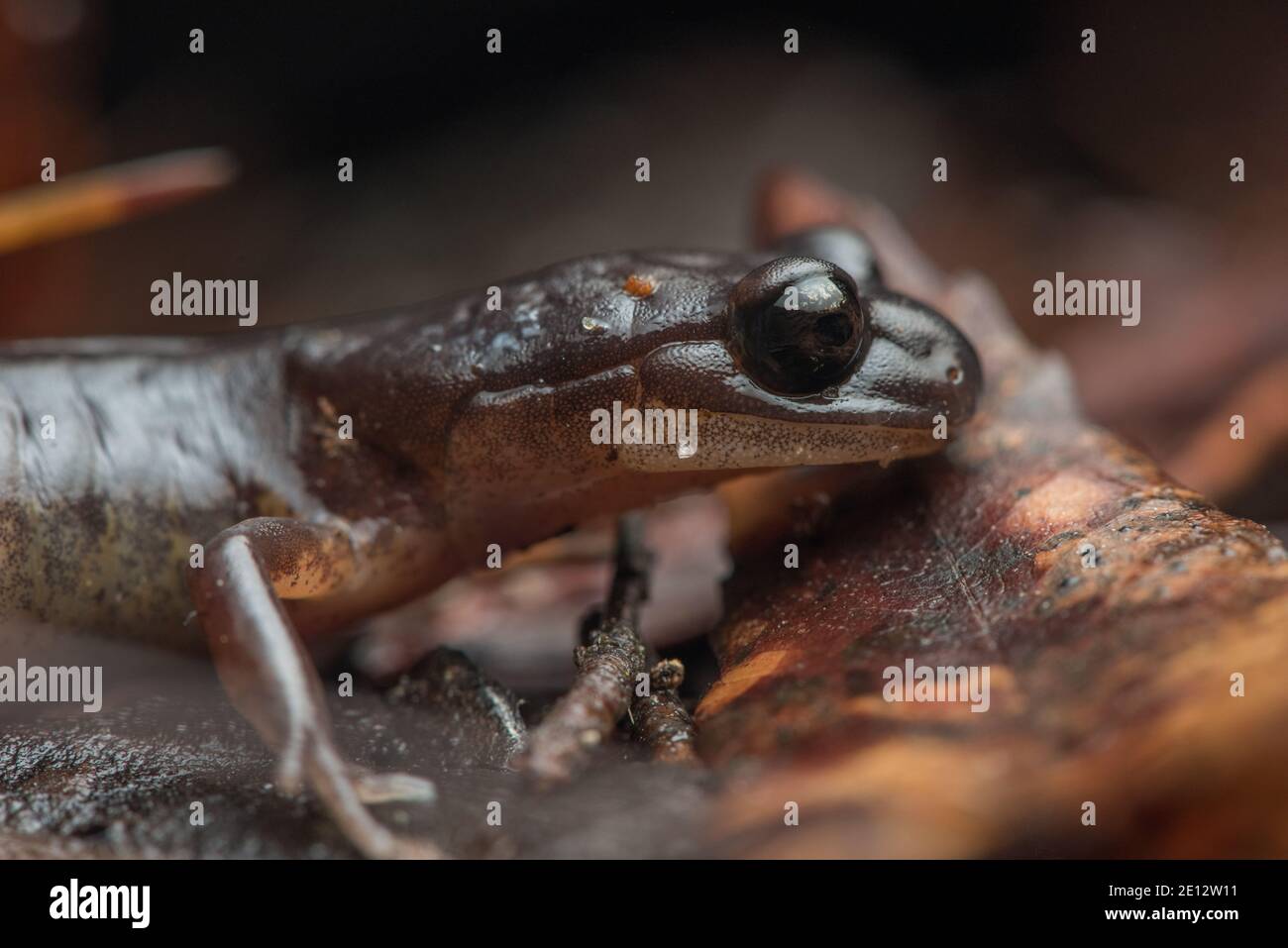 Une ensatina de l'oregon (Ensatina eschscholtzii oregonensis), une espèce de salamandre sans fente du nord de la Californie. Banque D'Images