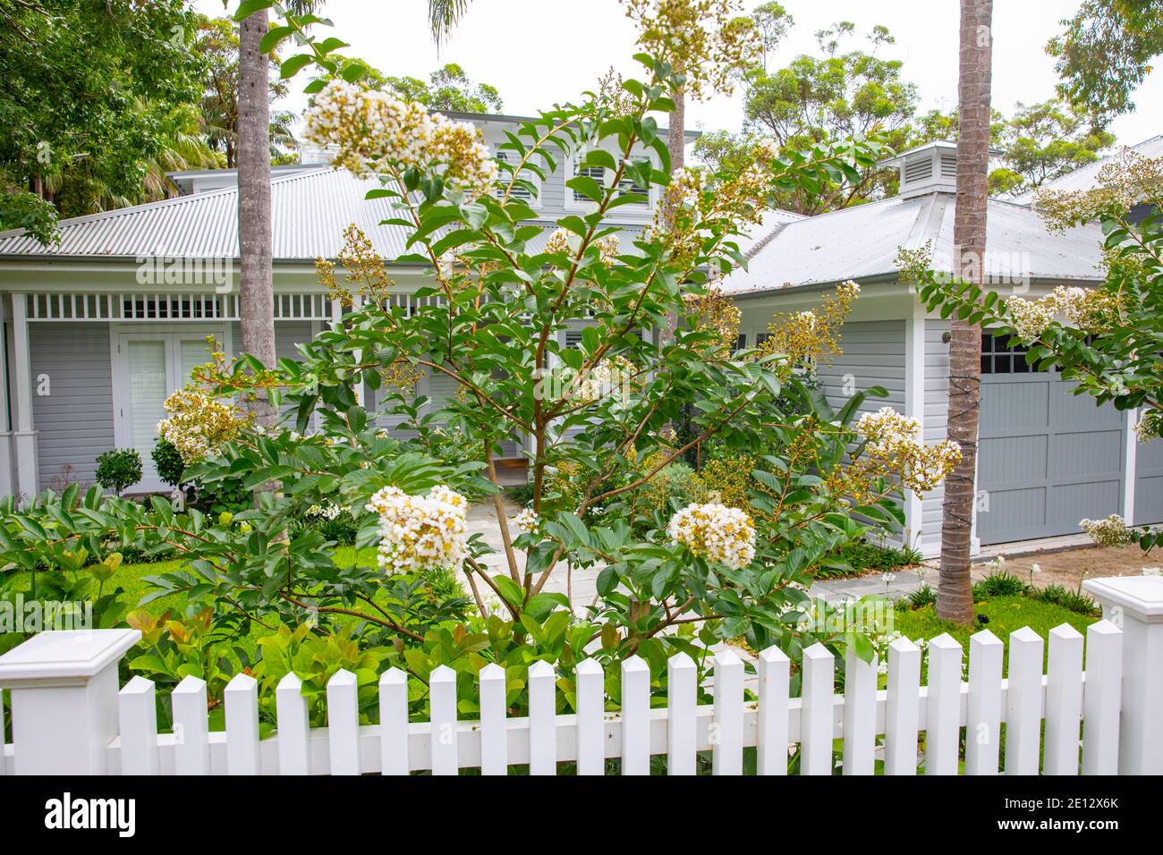 Sydney Australie crêpe myrte natchez lagerstroemia indica pleine fleur Avec fleurs blanches, jardin de Sydney, Australie Banque D'Images