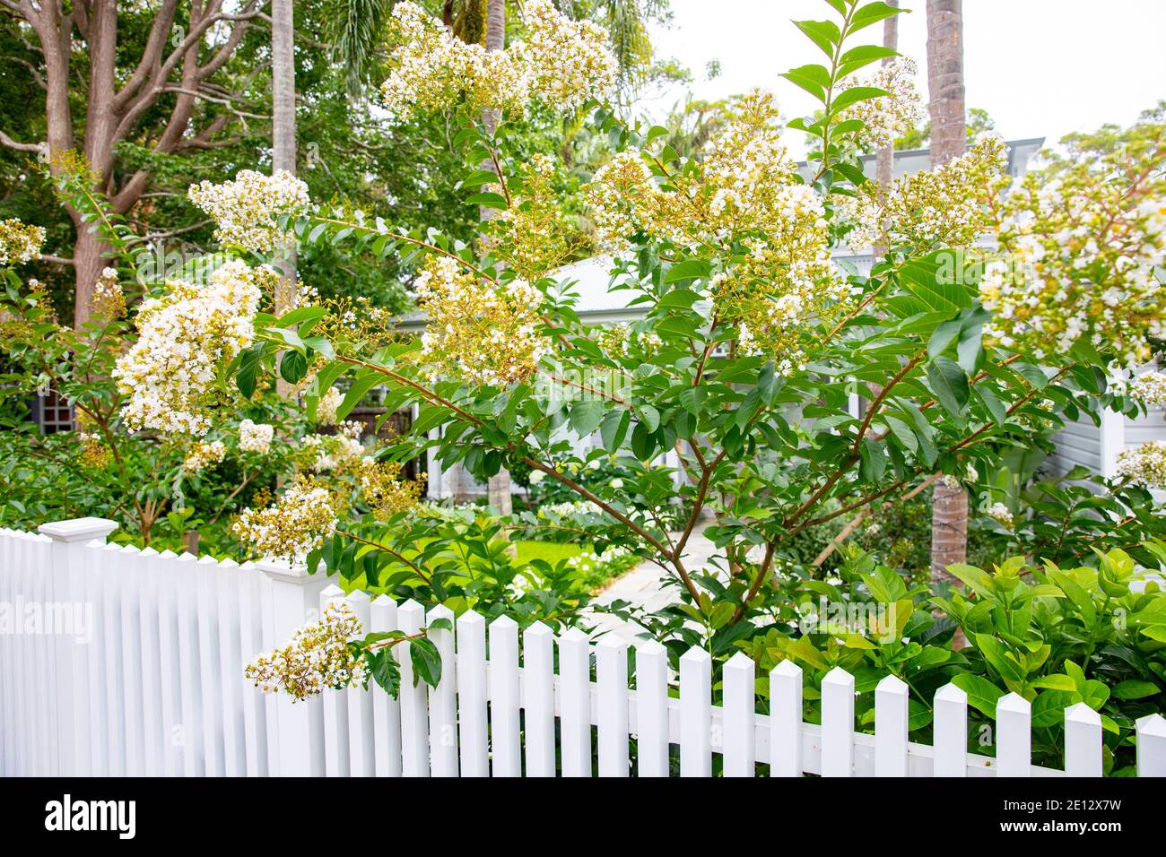 Sydney Australie Indien été blanc crêpe myrte natchez lagerstroemia Indica arbre en pleine fleur avec des fleurs blanches, jardin de Sydney, Australie Banque D'Images