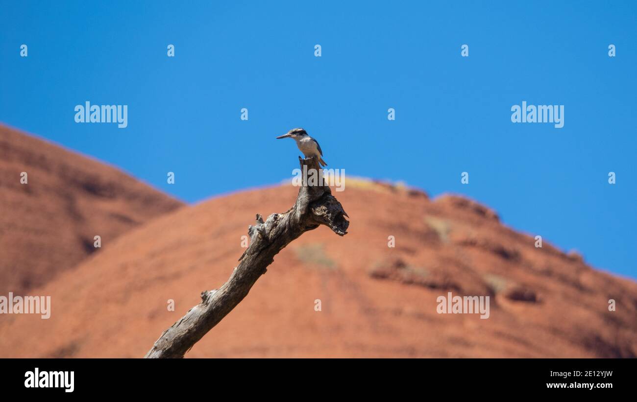 Uluru Australie centrale. Un oiseau indigène dans le parc national Uluru-Kata Tjuta territoire du Nord, Australie. Banque D'Images