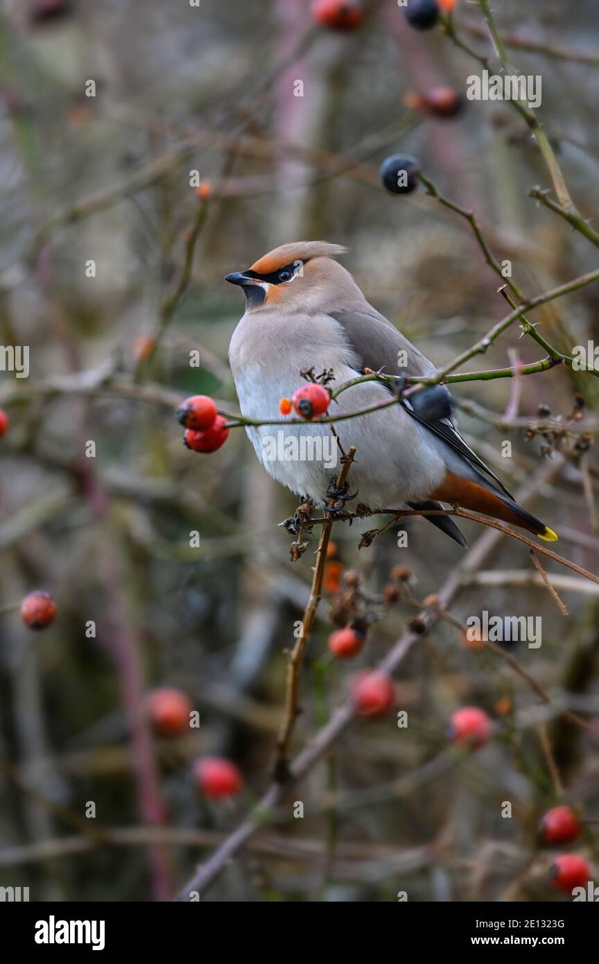 Waxwing Bombycilla garrulus perchée dans une brousse de baies au bord de la route à Kelling Heath, Norfolk, Royaume-Uni Banque D'Images